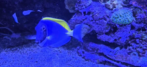 Poisson aquarium Acanthurus leucosternon 15cm