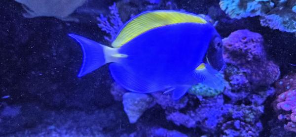 Poisson aquarium Acanthurus leucosternon 15cm