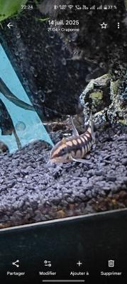 Donne 4 crevettes, 1 ancistrus, 1 loche naine