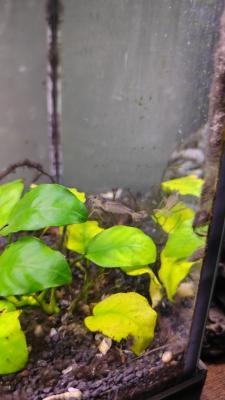 Donne 4 crevettes, 1 ancistrus, 1 loche naine