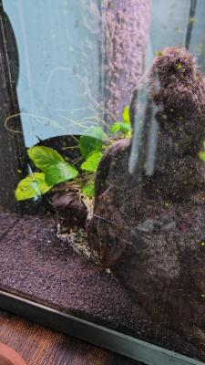 Donne 4 crevettes, 1 ancistrus, 1 loche naine