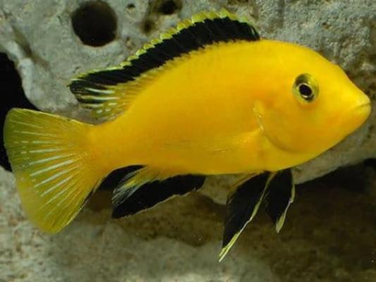 Labidochromis caeruleus cichlidé lac malawi