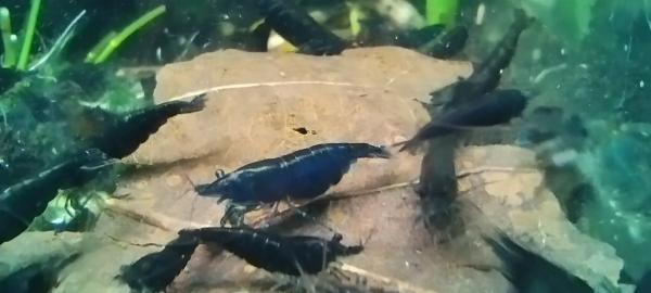 Crevettes Neocaridina Davidi Blue Velvet bleues foncées
