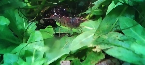 Crevette Caridina Malawa