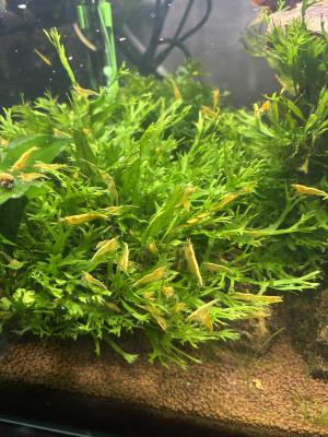 Crevette neocaridina yellow