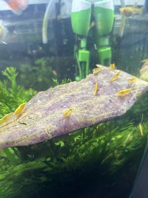 Crevette neocaridina yellow