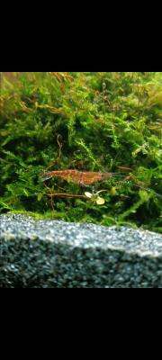 Crevettes NEOCARIDINA red cherry