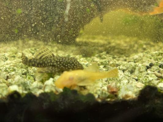 A DONNER ANCISTRUS COULEUR BRUNE