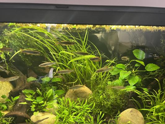 Donne Danios Kyathit