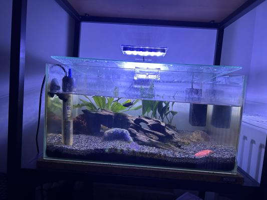 Don de poissons + Aquarium 25 L à vendre (Reims)