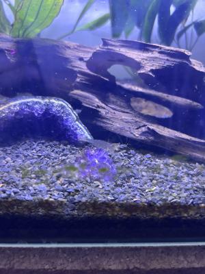 Don de poissons + Aquarium 25 L à vendre (Reims)