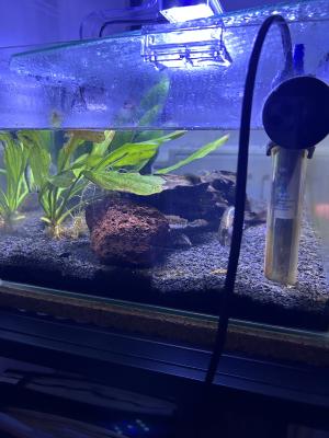 Don de poissons + Aquarium 25 L à vendre (Reims)