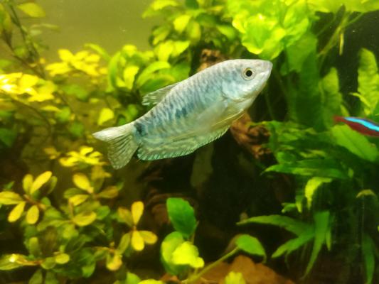 Gourami bleu taille L
