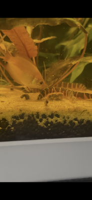 Don gourami miel mâle