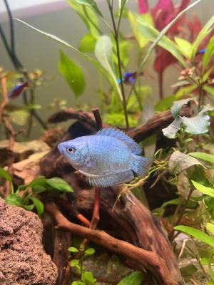 Don Gourami mâle et deux femelles