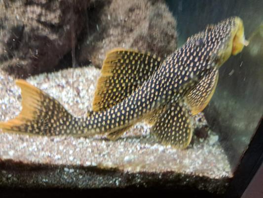 Scobiancistrus Aureatus L014 adulte 20 cm