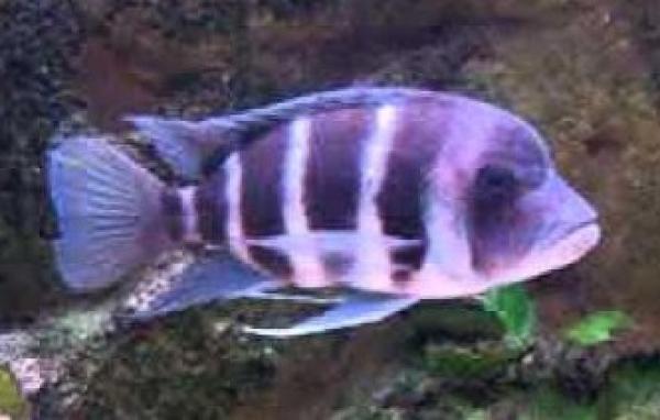 Cyphotilapia frontosa Mpimbwe male 15 cm
