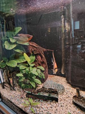 Aquarium 250l complet