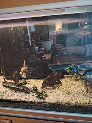 Aquarium 250l complet