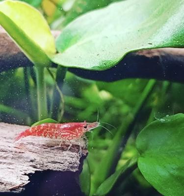 Don crevettes Red cherry