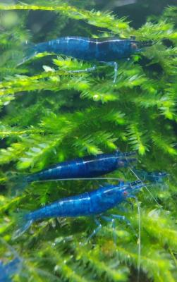 Crevette neocaridina "blue velvet" ♂/♀