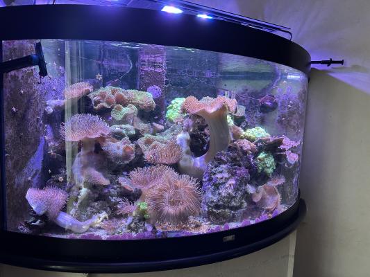 AQUARIUM D'ANGLE JUVEL 280L COMPLET