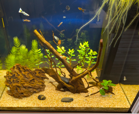 AQUARIUM JUWEL 120 LIDO - ACHAT FIN 2025