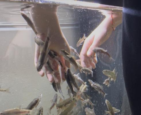 Carpe turque en lot de 10 poisson