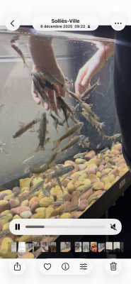 Carpe turque en lot de 10 poisson