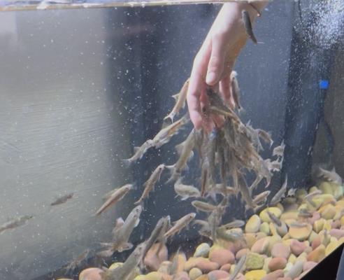 Carpe turque en lot de 10 poisson