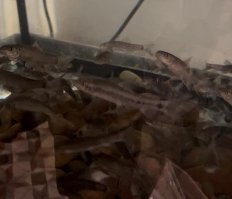 Carpe turque en lot de 10 poisson