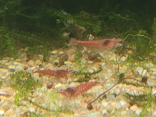 Crevettes rouges neocaridina