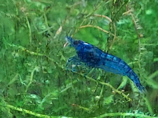 Crevettes bleues blue velvet