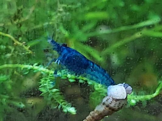 Crevettes bleues blue velvet