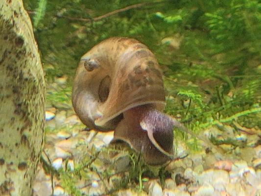 Escargots aquarium planorbes