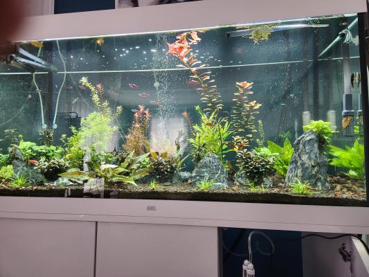 Vend poisson d'eau douce