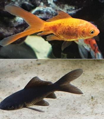 Donne 2 poissons rouges