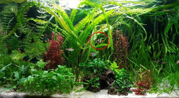 Barbus de Sumatra tetrazona