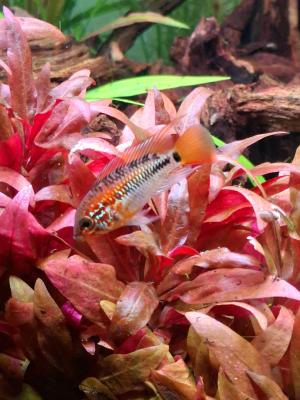 Apistogramma macmasteri