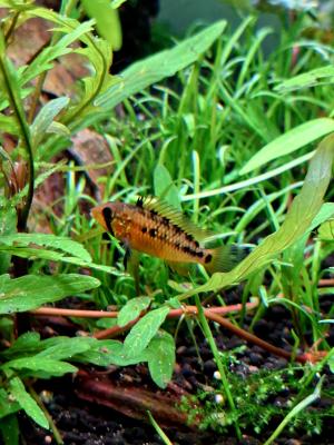 Apistogramma macmasteri