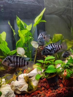 Amatitlania Nigrofasciata