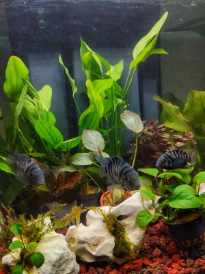 Amatitlania Nigrofasciata