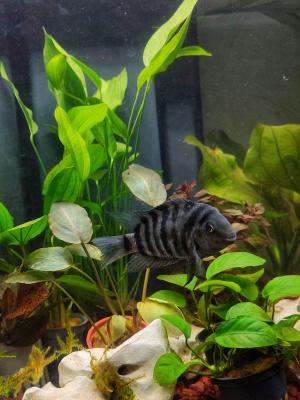 Amatitlania Nigrofasciata