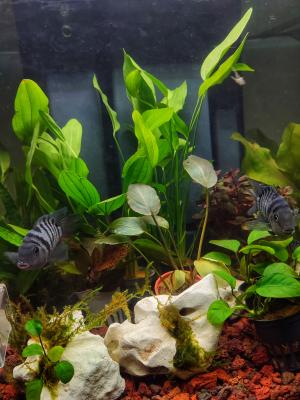 Amatitlania Nigrofasciata