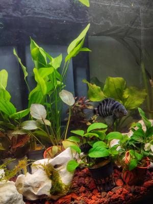 Amatitlania Nigrofasciata