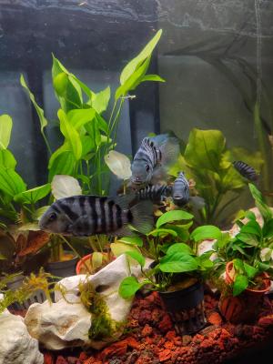 Amatitlania Nigrofasciata