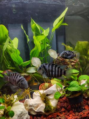 Amatitlania Nigrofasciata