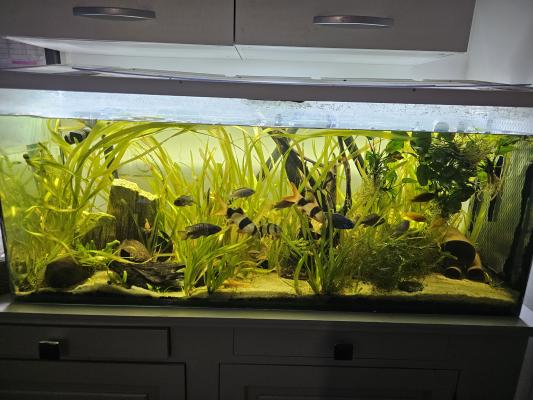 Aquarium 240L🎉 1m20