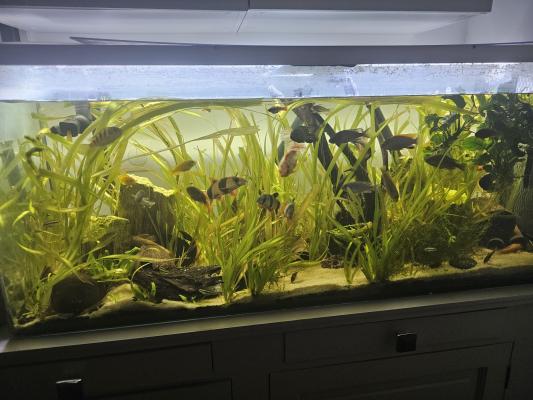 Aquarium 240L🎉 1m20