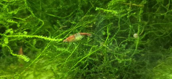 Crevettes Red Rili